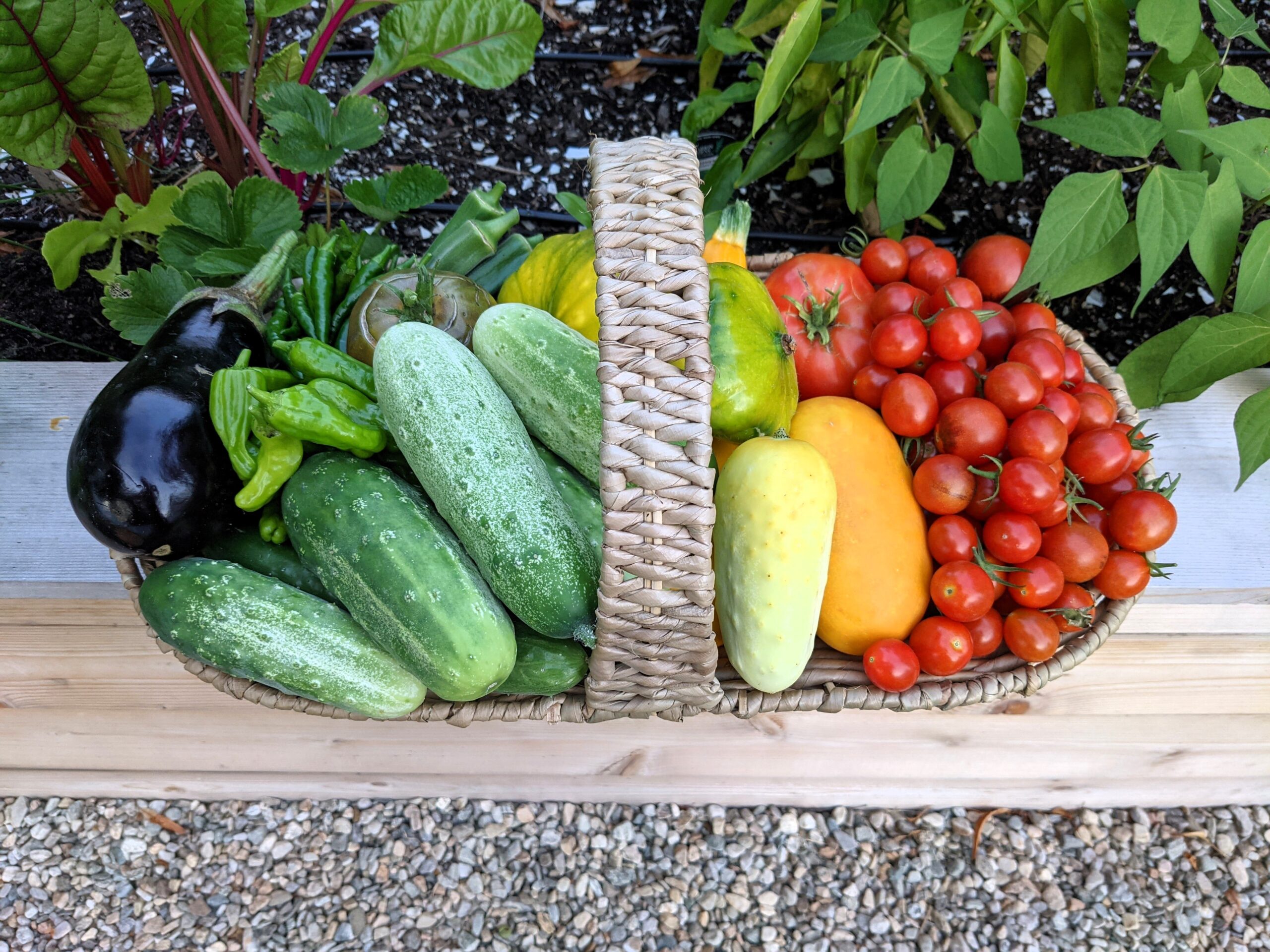 ten easy-to-grow vegetables for beginner gardeners.