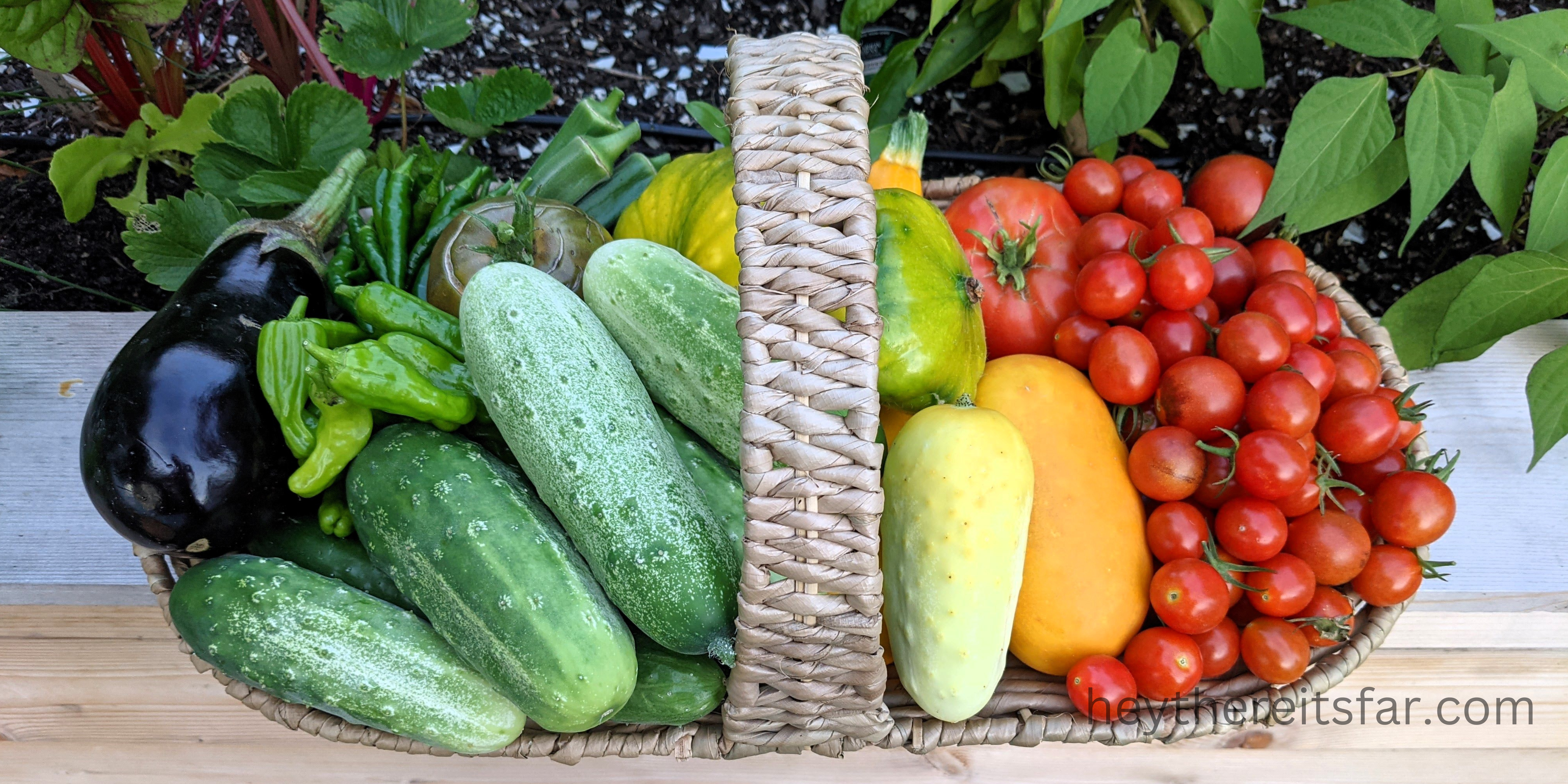 Ten easy to grow vegetables for beginner gardeners image of a rainbow harvest basket full of veggies. 